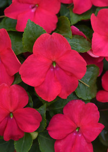 Impatiens Beacon Lipstick 48 plants per tray (Reg. 39.92)